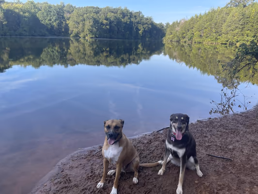 Chris Greene Lake Dog Park photo 2